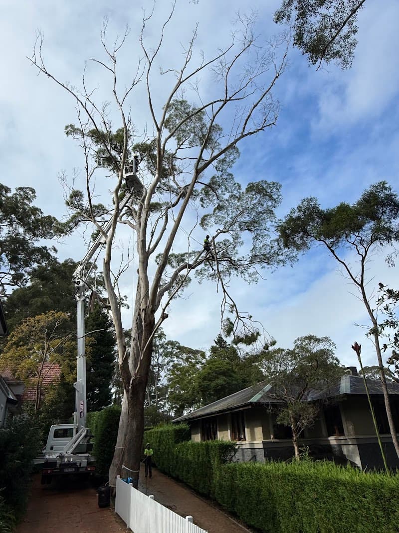 Branch Out Tree Specialists tree services work in Bondi