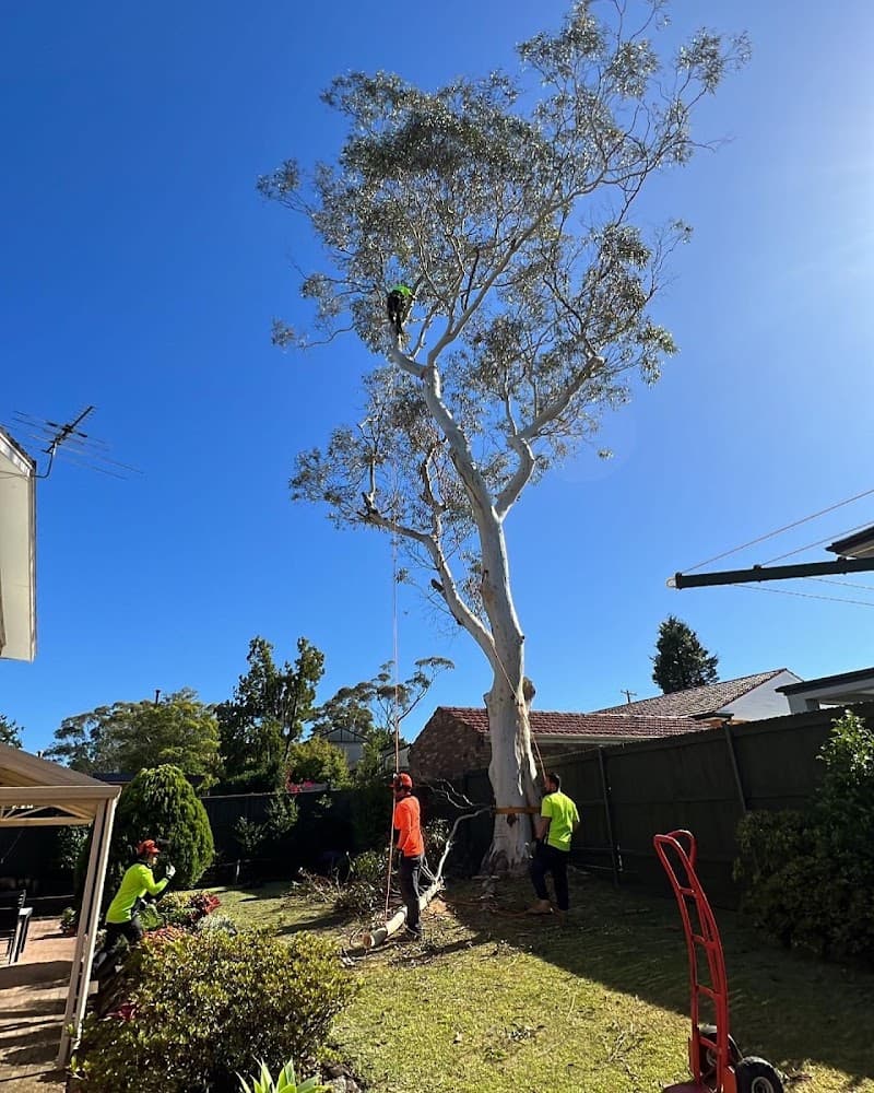 Branch Out Tree Specialists tree services work in Bondi