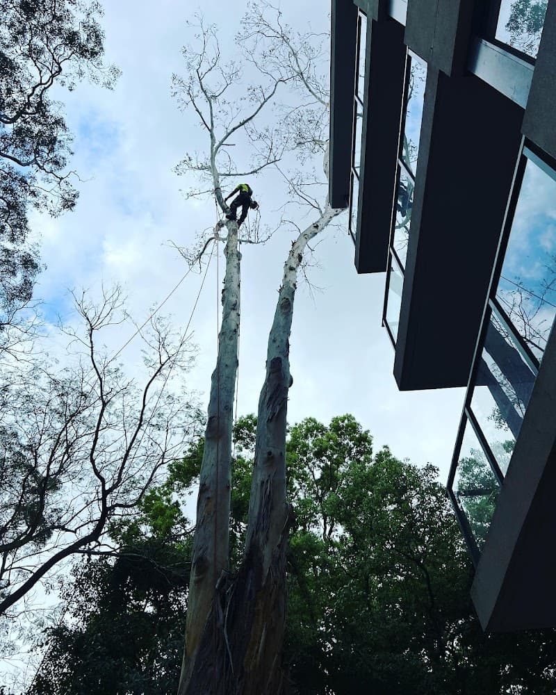 Branch Out Tree Specialists tree services work in Bondi