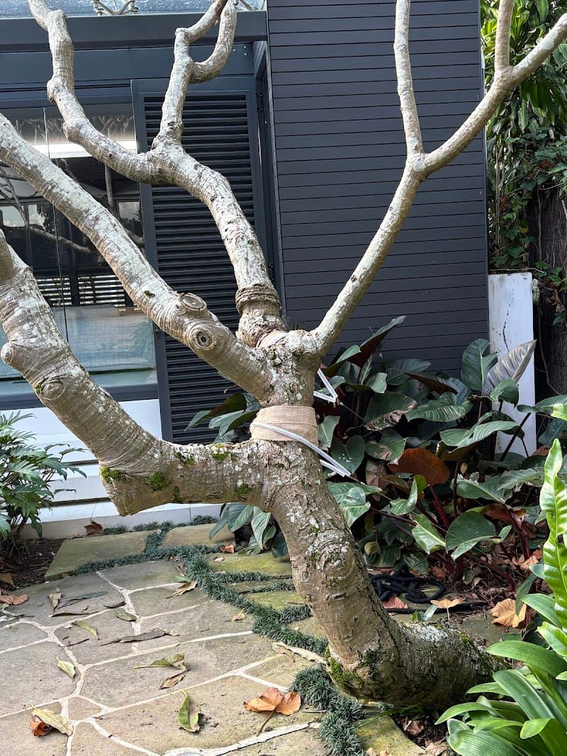 Branch Out Tree Specialists tree services work in Bondi