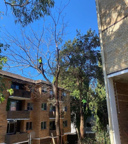 Branch Out Tree Specialists tree services work in Bondi
