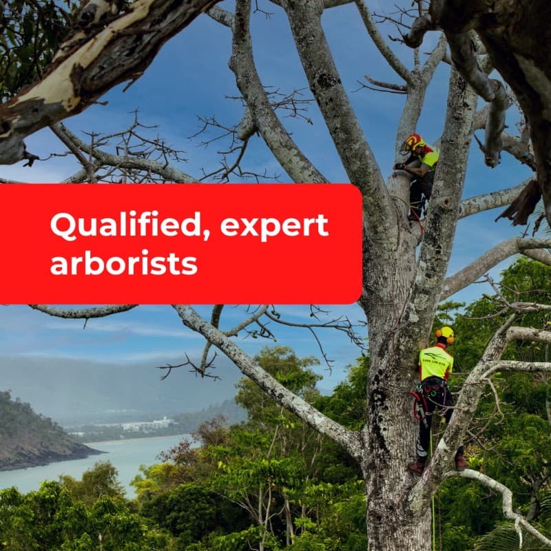 Branching Out Tree Specialists tree services work in Trinity Beach