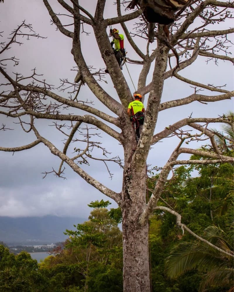 Branching Out Tree Specialists tree services work in Trinity Beach