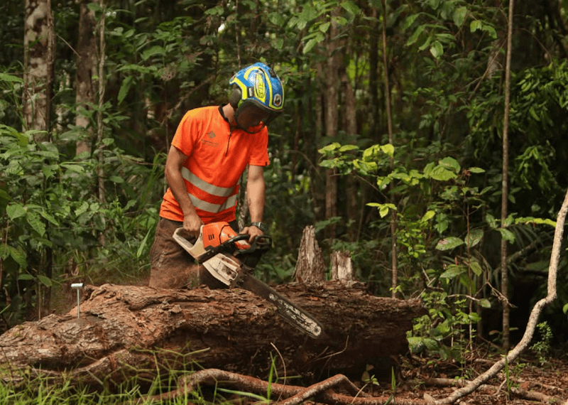 Branching Out Tree Specialists tree services work in Trinity Beach