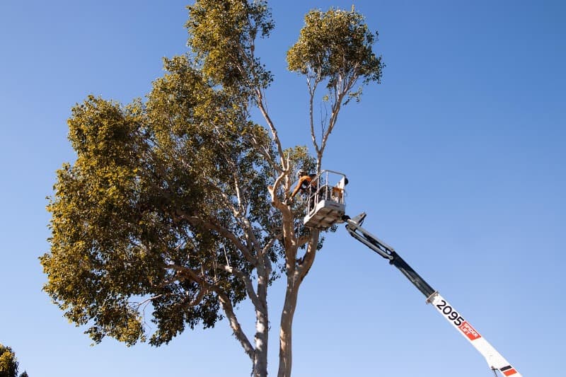 Branching Out Tree Specialists tree services work in Trinity Beach