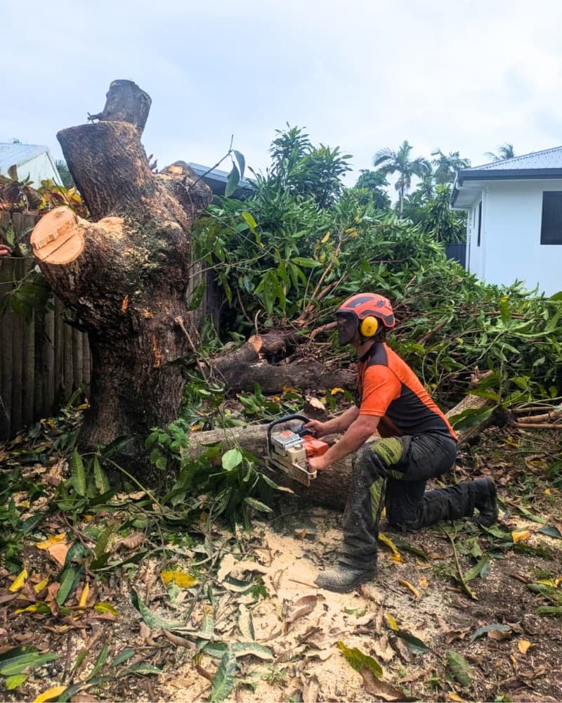 Branching Out Tree Specialists tree services work in Trinity Beach