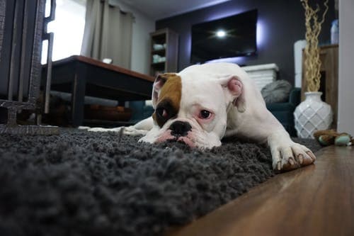 Brian Walker's Carpet & Upholstery Cleaning carpet cleaning work in Darling Heights