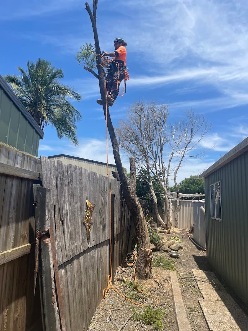 Brien's Tree Solutions tree services work in Wulkuraka