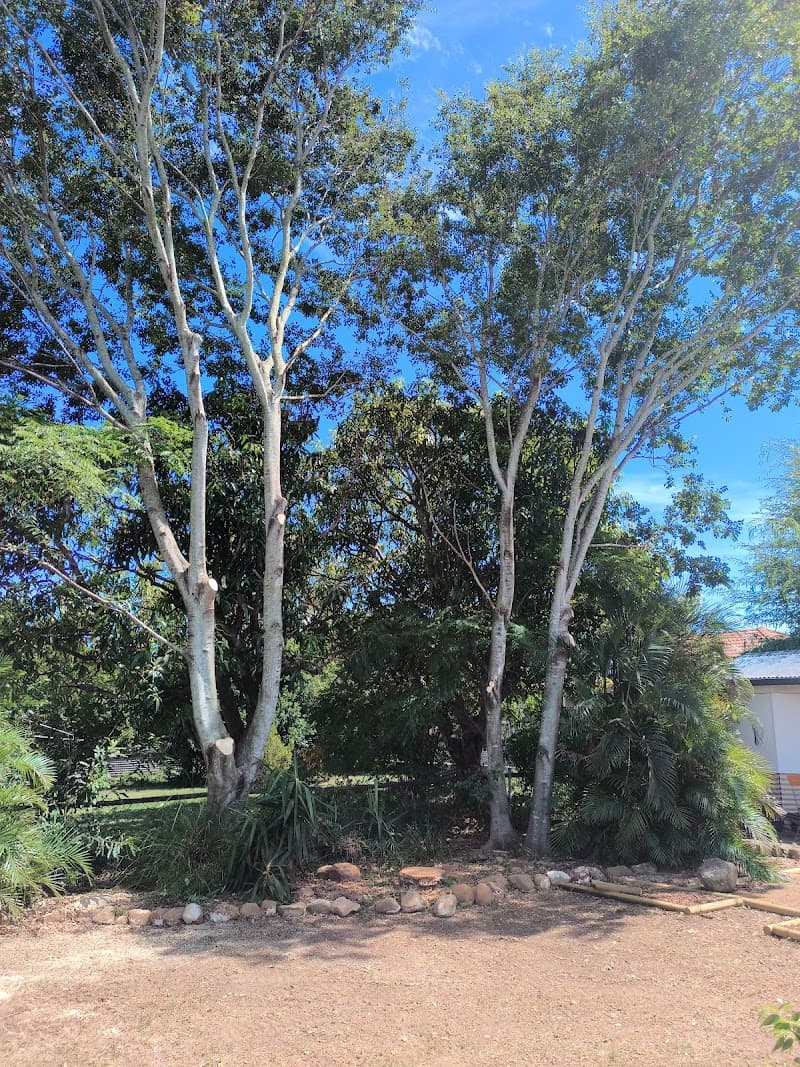 Brien's Tree Solutions tree services work in Wulkuraka