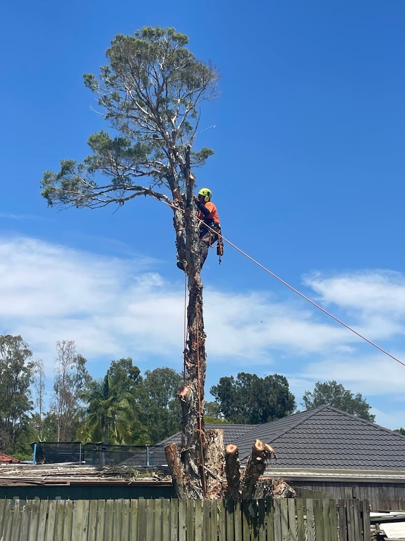 Brien's Tree Solutions tree services work in Wulkuraka