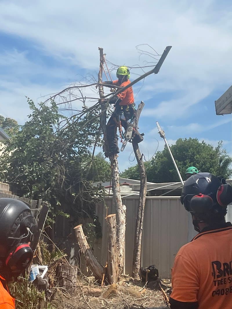 Brien's Tree Solutions tree services work in Wulkuraka