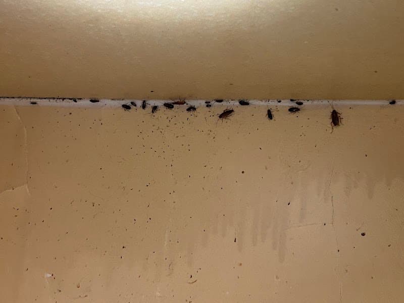 Bright Pest Control Pty Ltd pest control work in Clearview