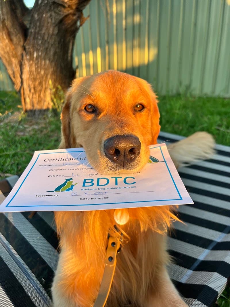 Brisbane Dog Training Club dog training work in Oxley