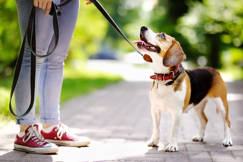 Brisbane Dog Walkers pet sitting & house sitting work in Norman Park