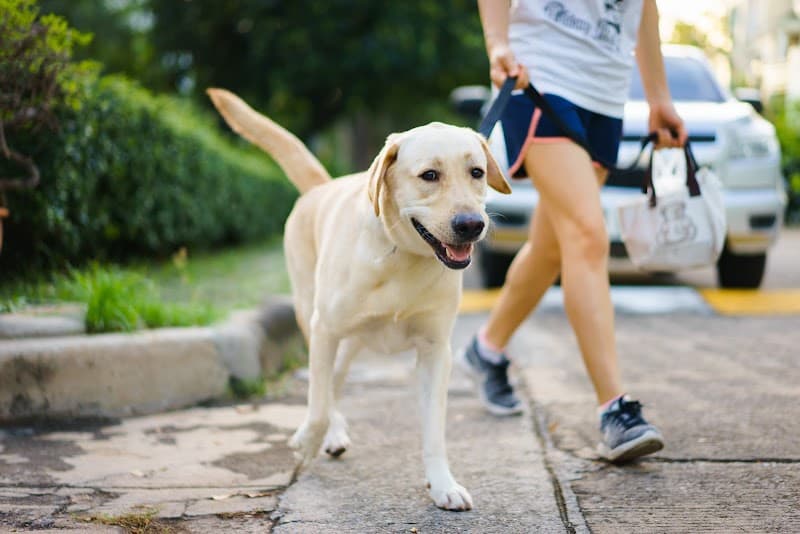 Brisbane Dog Walkers pet sitting & house sitting work in Norman Park