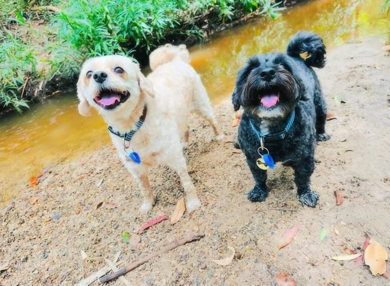 Brisbane Dog Walkers pet sitting & house sitting work in Norman Park