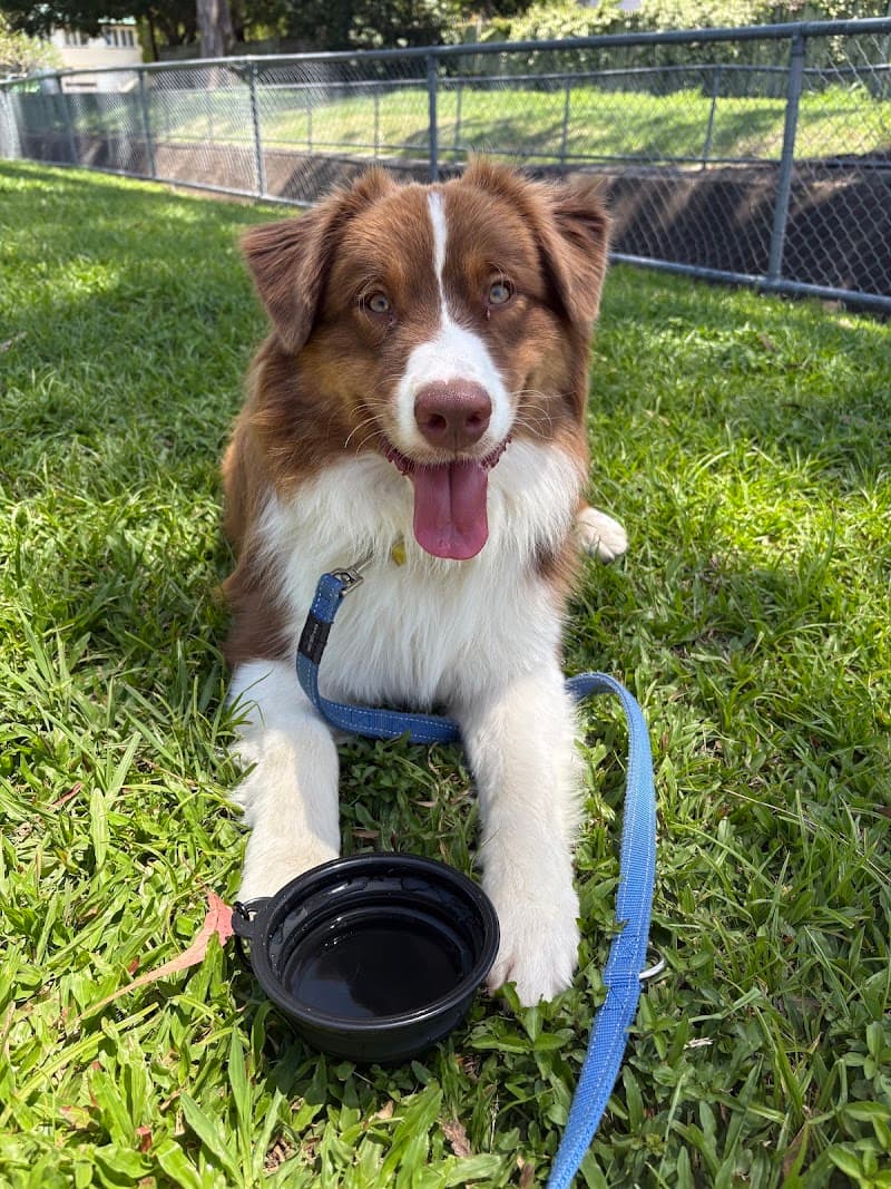 Brisbane Dog Walkers pet sitting & house sitting work in Norman Park