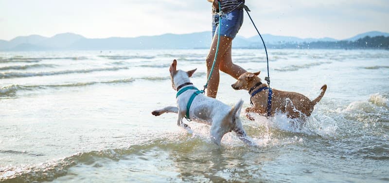 Brisbane Dog Walkers pet sitting & house sitting work in Norman Park