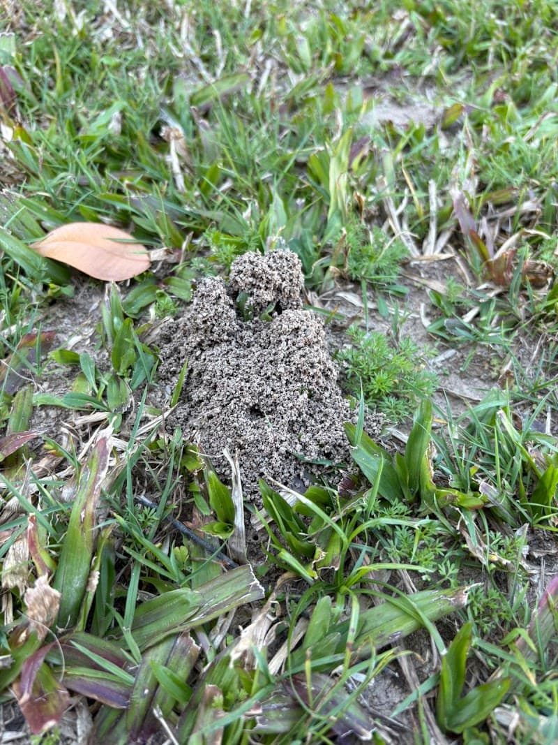Brisbane Termite & Pest Control pest control work in Milton