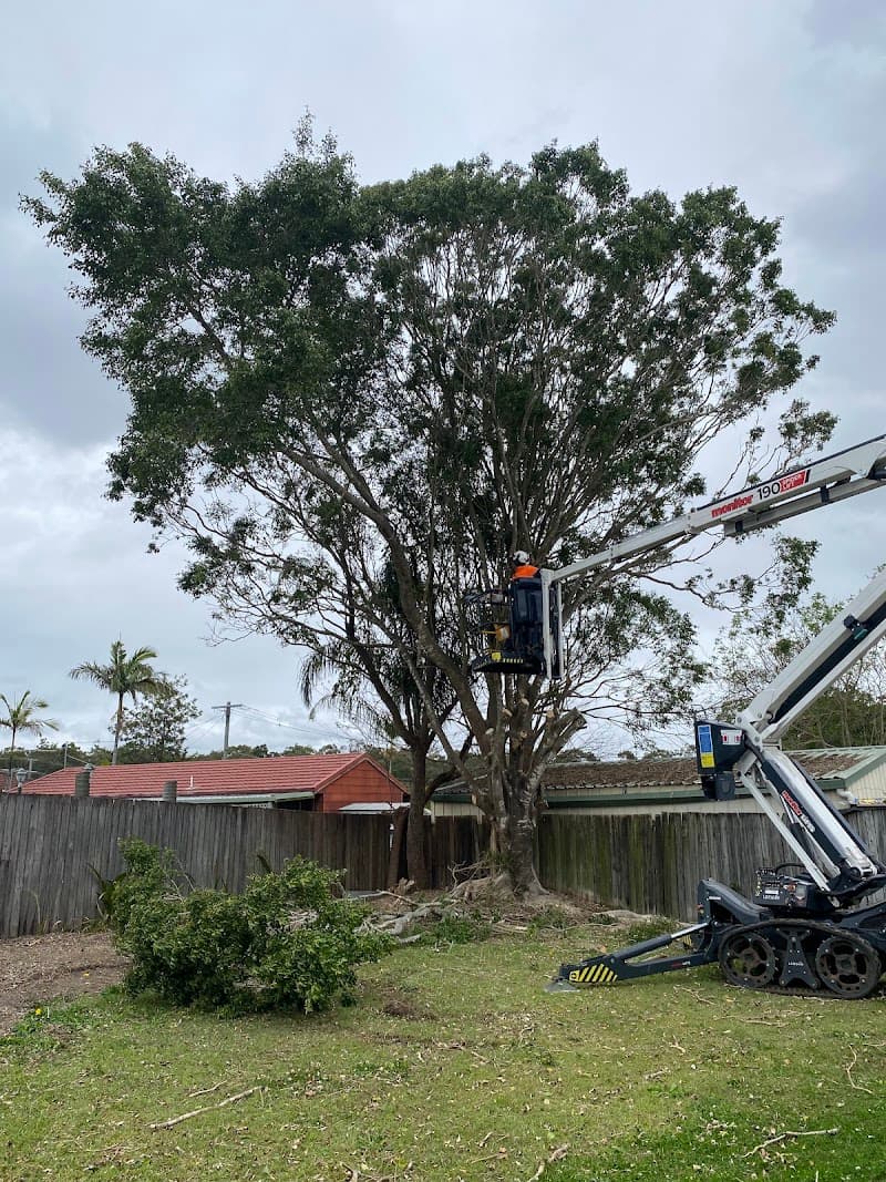 Brisbane Tree Experts | Tree Arborists & Tree Care Specialists tree services work in Brisbane City