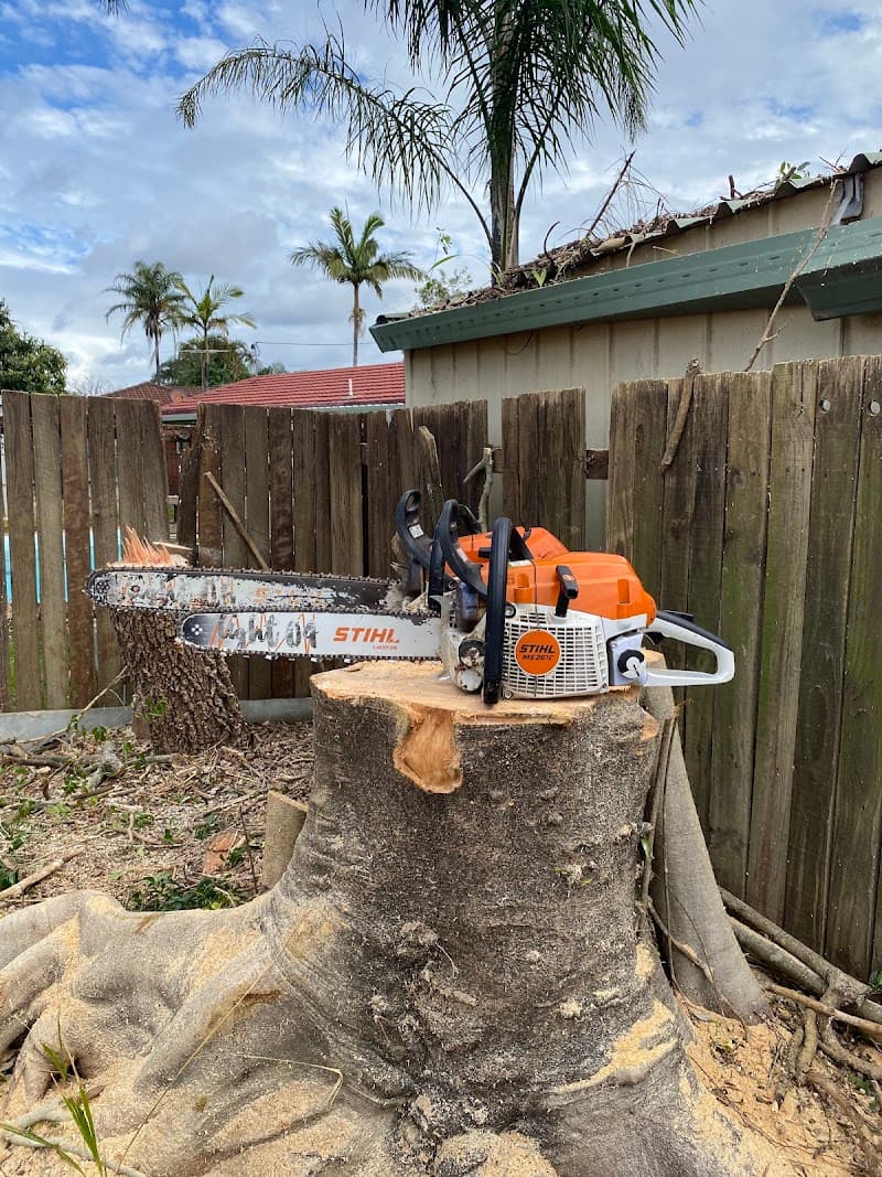 Brisbane Tree Experts | Tree Arborists & Tree Care Specialists tree services work in Brisbane City
