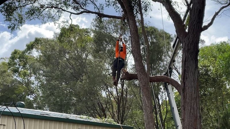 Brisbane Tree Experts | Tree Arborists & Tree Care Specialists tree services work in Brisbane City