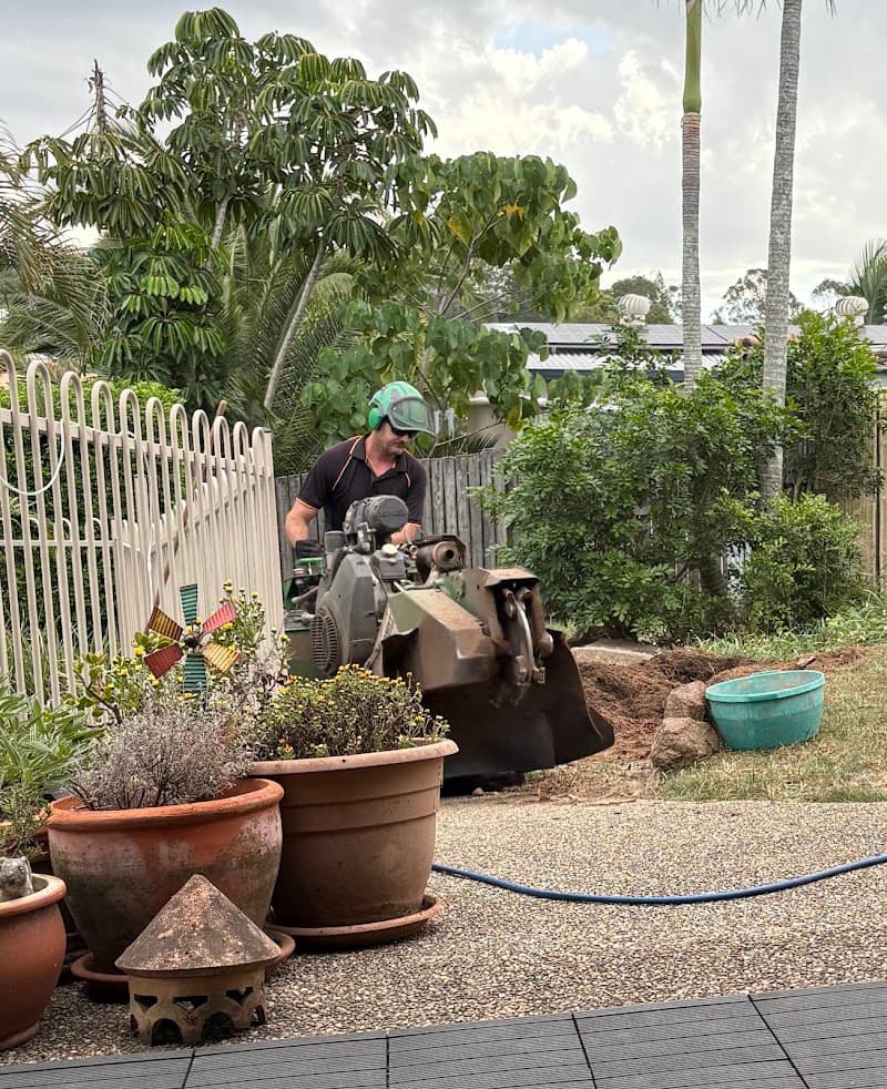 Brisbane Tree Experts | Tree Arborists & Tree Care Specialists tree services work in Brisbane City
