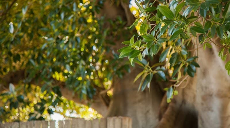 Brisbane Tree Removal tree services work in Dutton Park