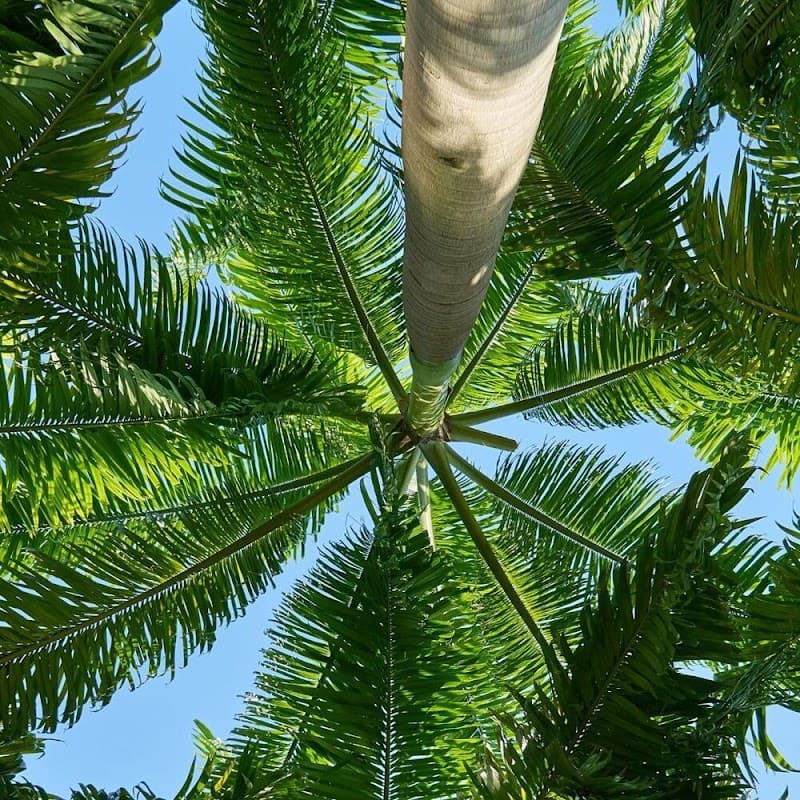 Brisbane Tree Removal tree services work in Dutton Park