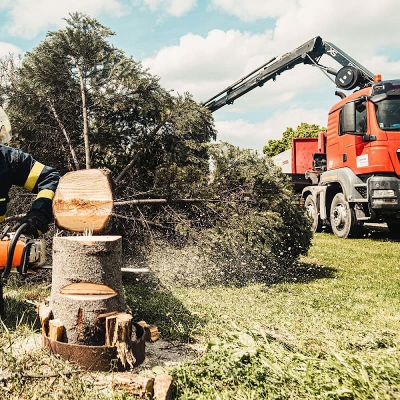 Brisbane Tree Removal tree services work in Dutton Park