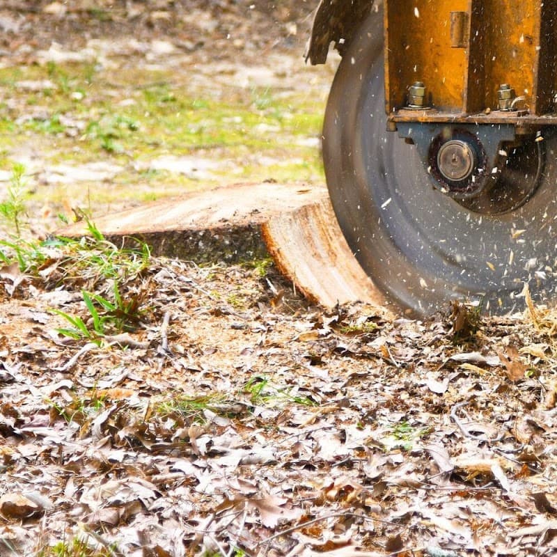 Brisbane Tree Removal tree services work in Dutton Park