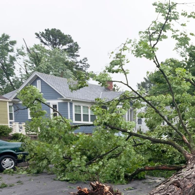 Brisbane Tree Removal tree services work in Dutton Park