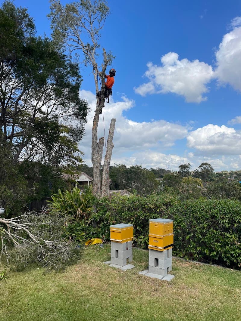 Brisbane Trees and Gardens tree services work in Archerfield