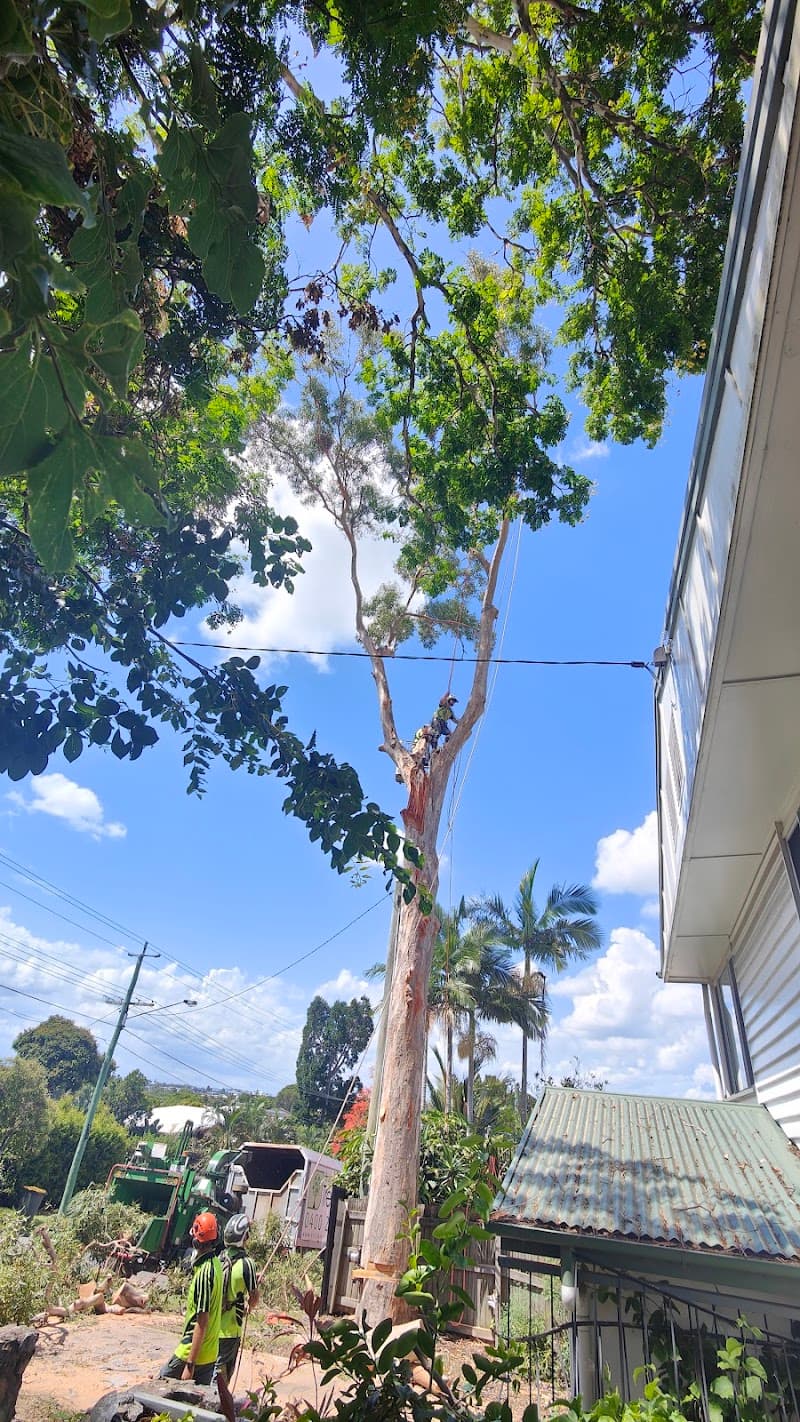 Brisbane Treeworx tree services work in Brisbane City