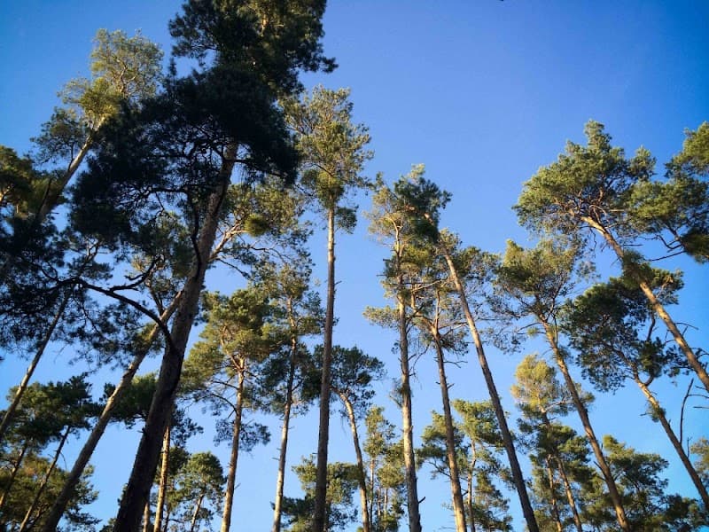 Brisbane Treeworx tree services work in Brisbane City
