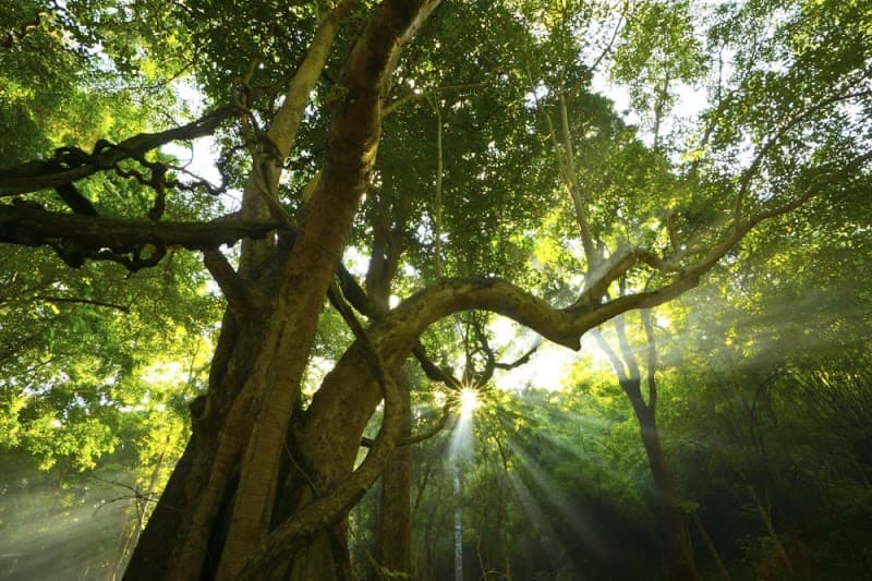 Brisbane Treeworx tree services work in Brisbane City