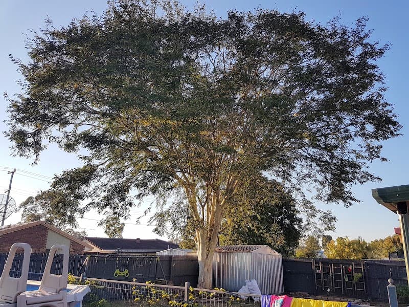 Brisbane Treeworx tree services work in Brisbane City
