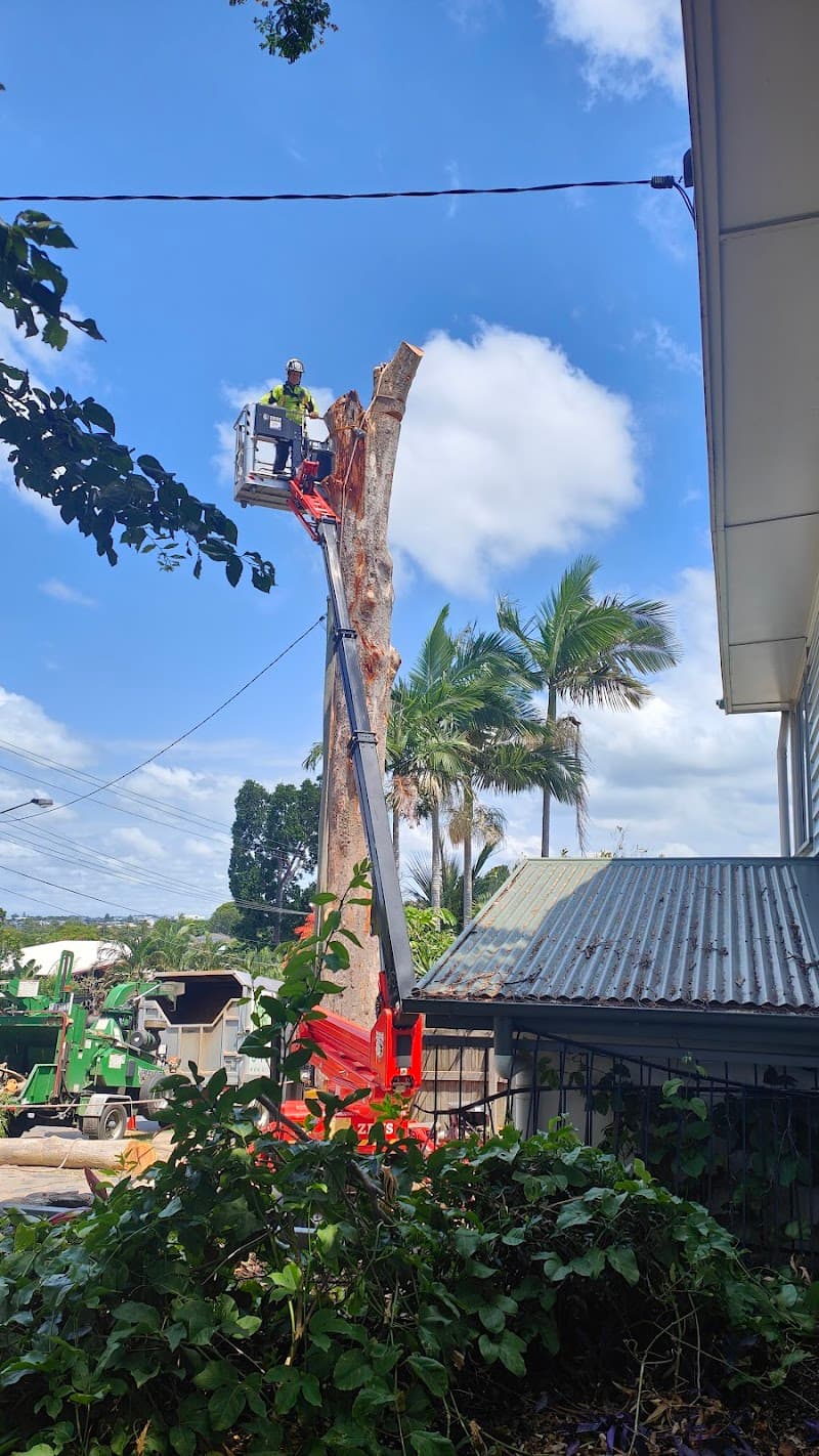 Brisbane Treeworx tree services work in Brisbane City