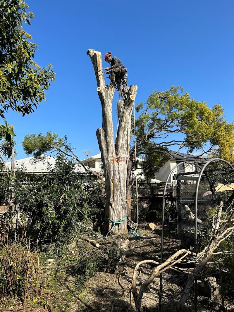Budget Tree Removal tree services work in Virginia