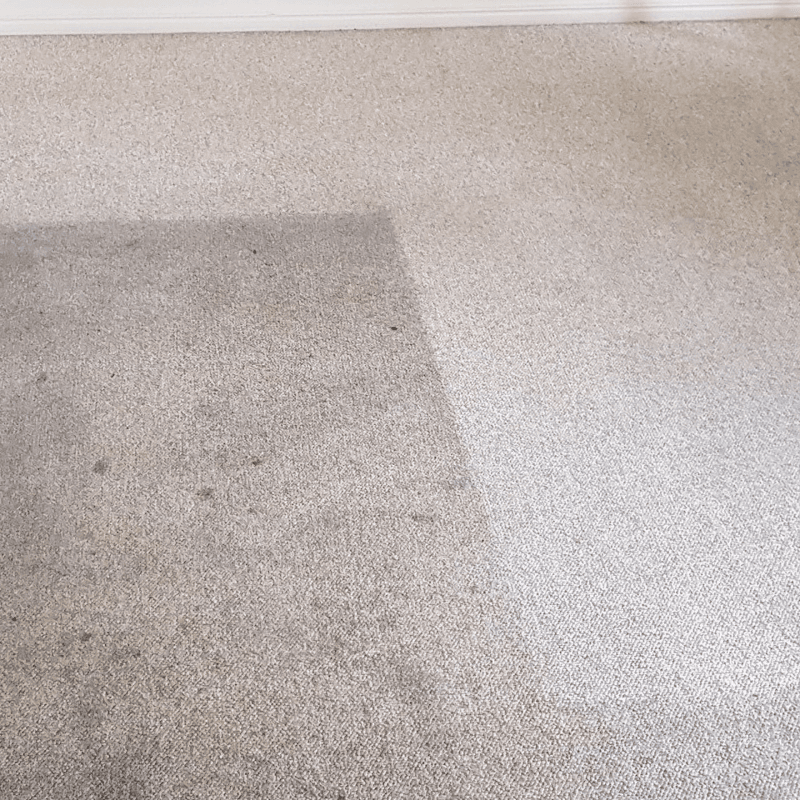 Bug Me Termite, Pest & Carpet Cleaning carpet cleaning work in Kepnock