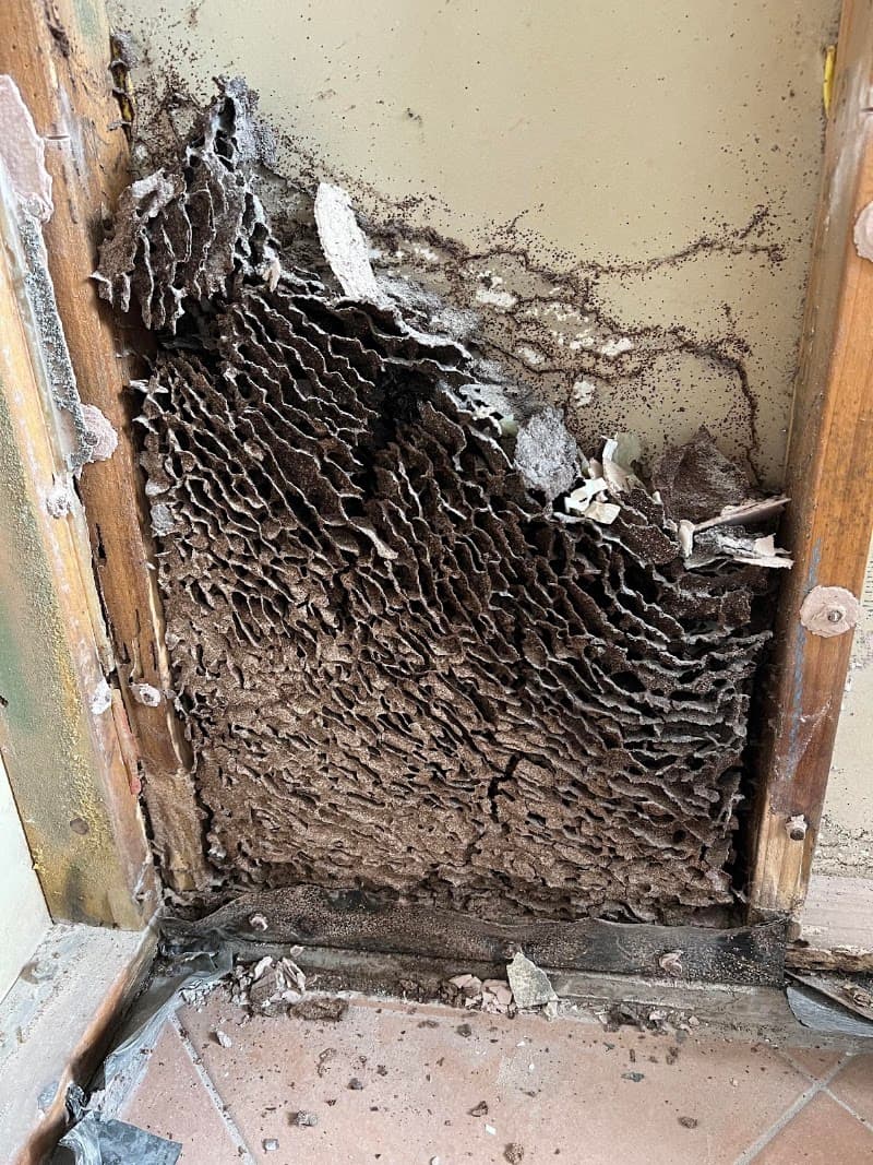 Bug Me Termite, Pest & Carpet Cleaning carpet cleaning work in Kepnock