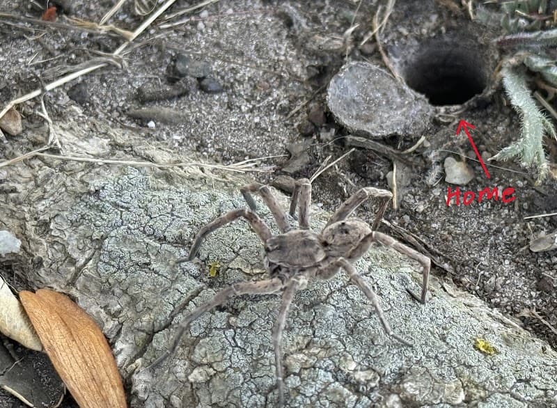BugAway Pest Control Geelong pest control work in Charlemont