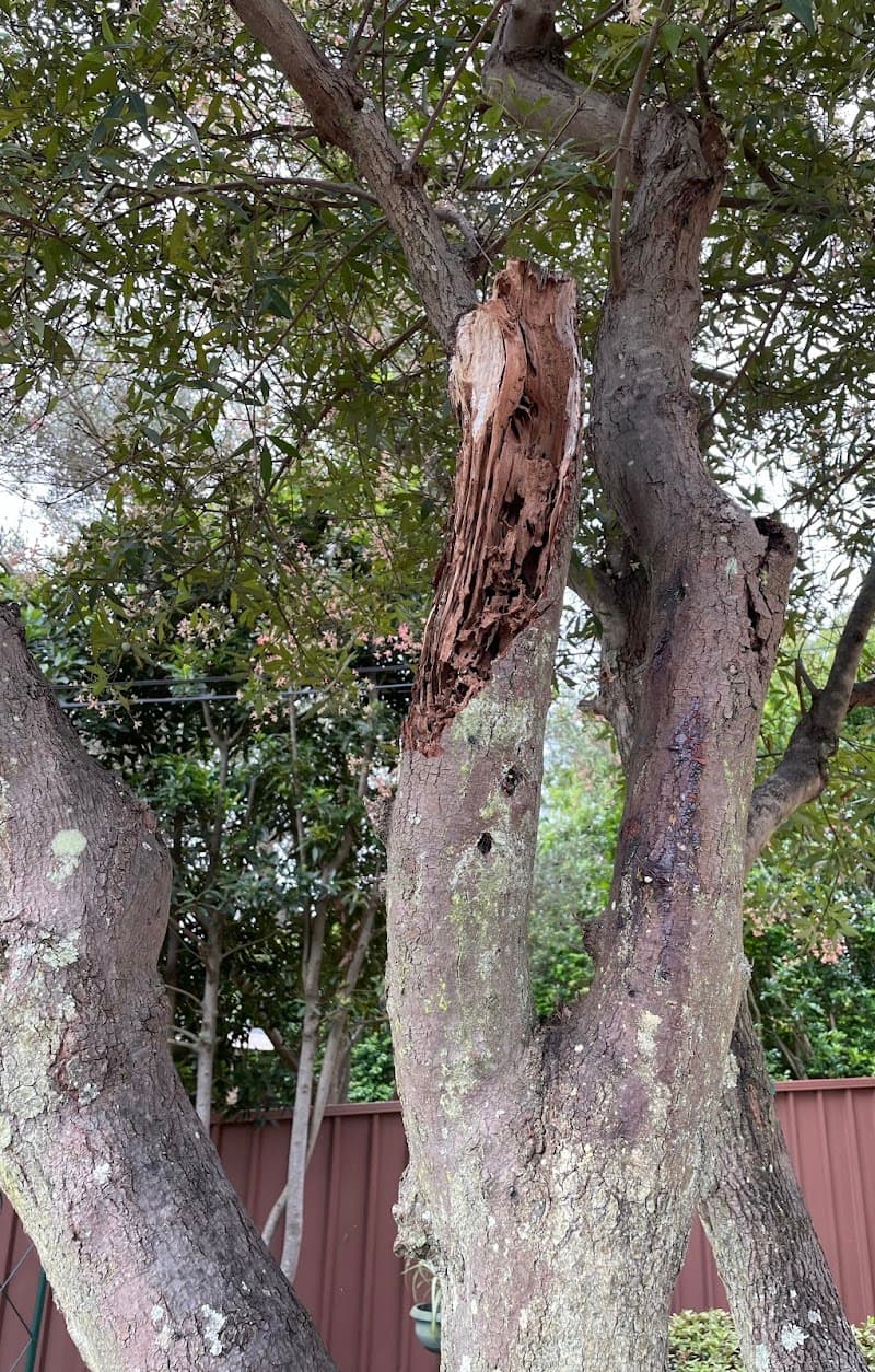 Buggo Pest Control pest control work in Miranda