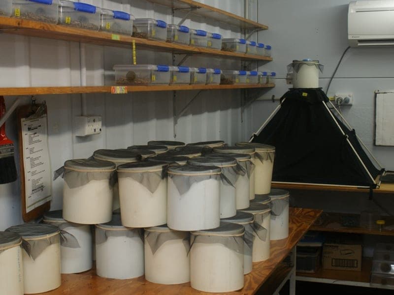 Bugs for Bugs pest control work in Glenvale