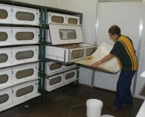 Bugs for Bugs pest control work in Glenvale