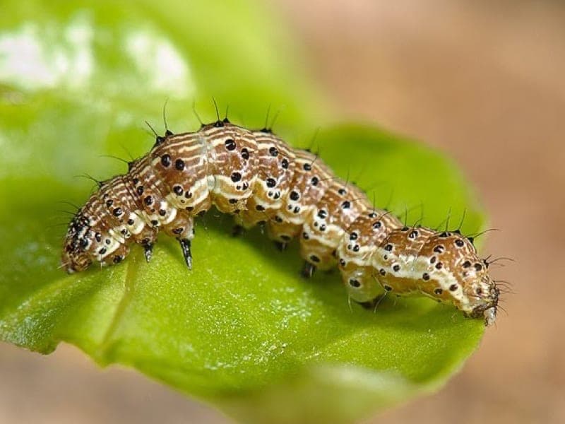 Bugs for Bugs pest control work in Glenvale