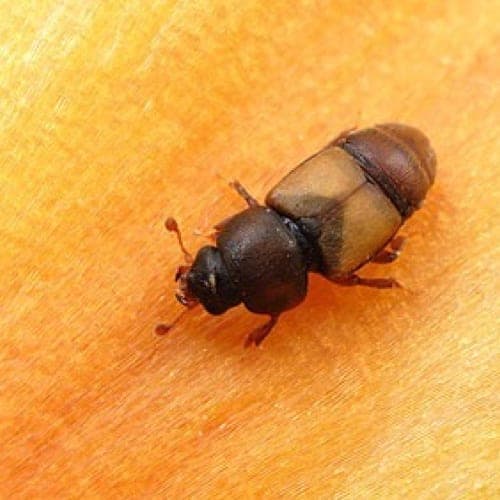 Bugs for Bugs pest control work in Glenvale