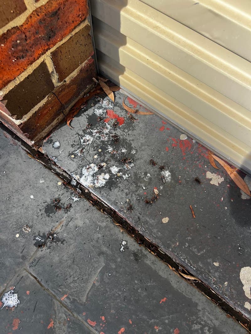 BugsPatrol Pest Management pest control work in Throsby