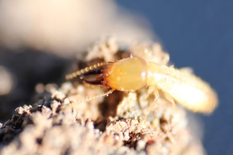 Bugz Pest Control pest control work in Sylvania Waters