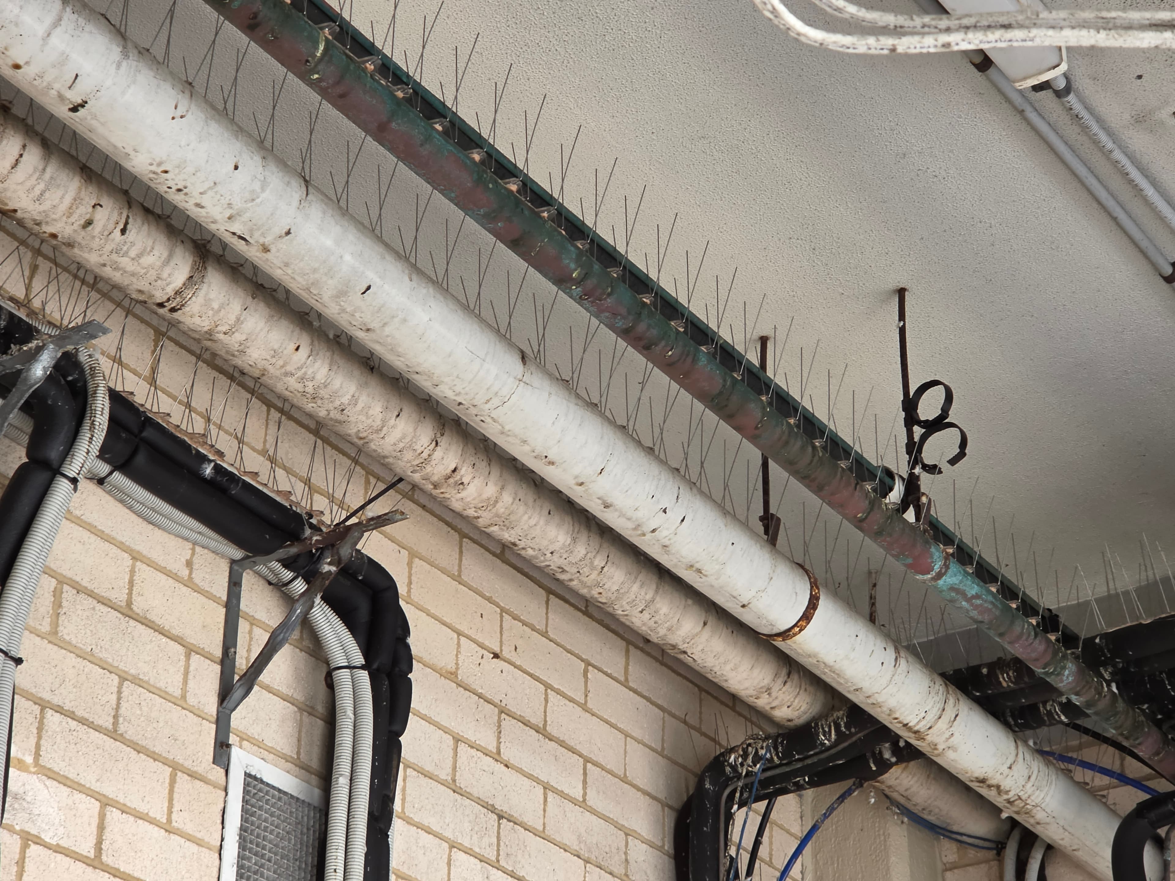 Apex Professional Pest Management pest control work in Cromer